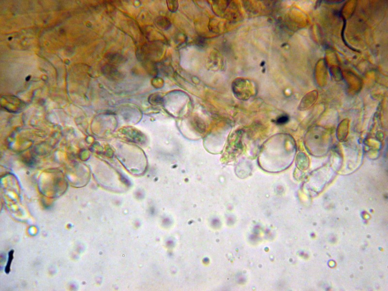 Cortinarius 2 da determinare (cfr. Cortinarius scobinaceus)